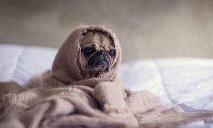 過剰適応とマインドフルネス｜気にし過ぎてぐったり疲れる！が楽になる