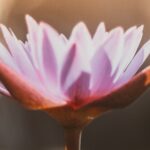 デフォルトモードネットワークとは？マインドフルネス瞑想が脳疲労を改善する理由