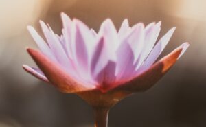 デフォルトモードネットワークとは？マインドフルネス瞑想が脳疲労を改善する理由